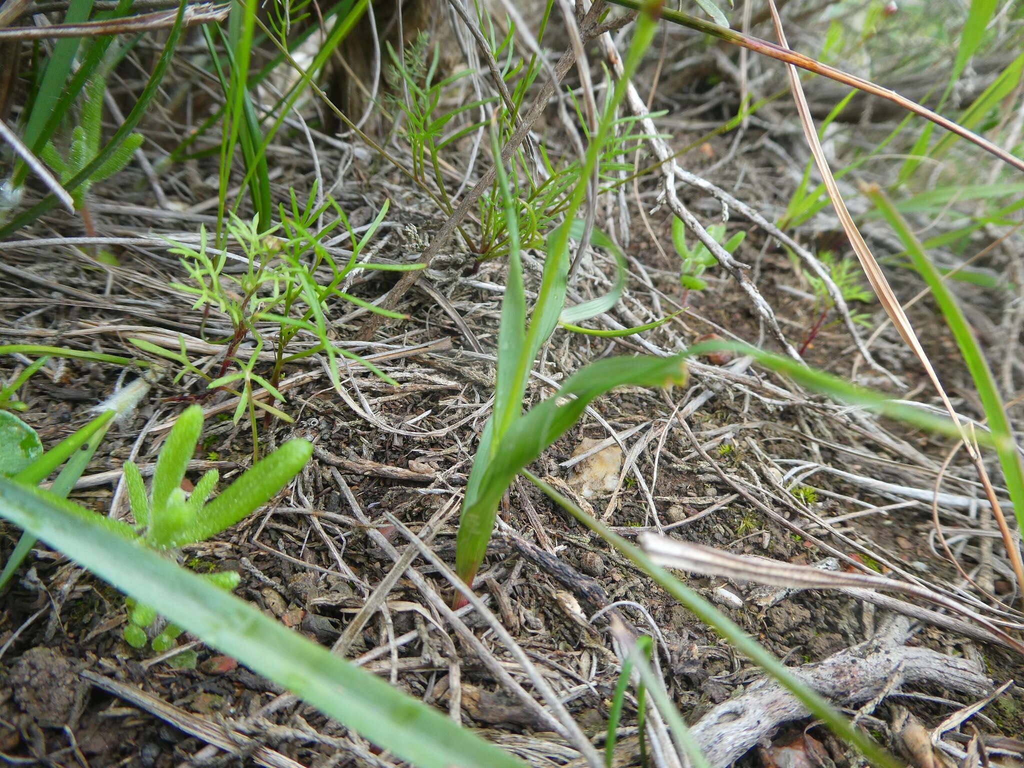 Plancia ëd Moraea fergusoniae L. Bolus