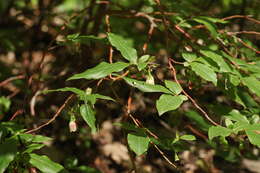 Image de Vaccinium arctostaphylos L.