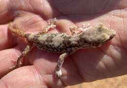 Image of Byrne's Gecko