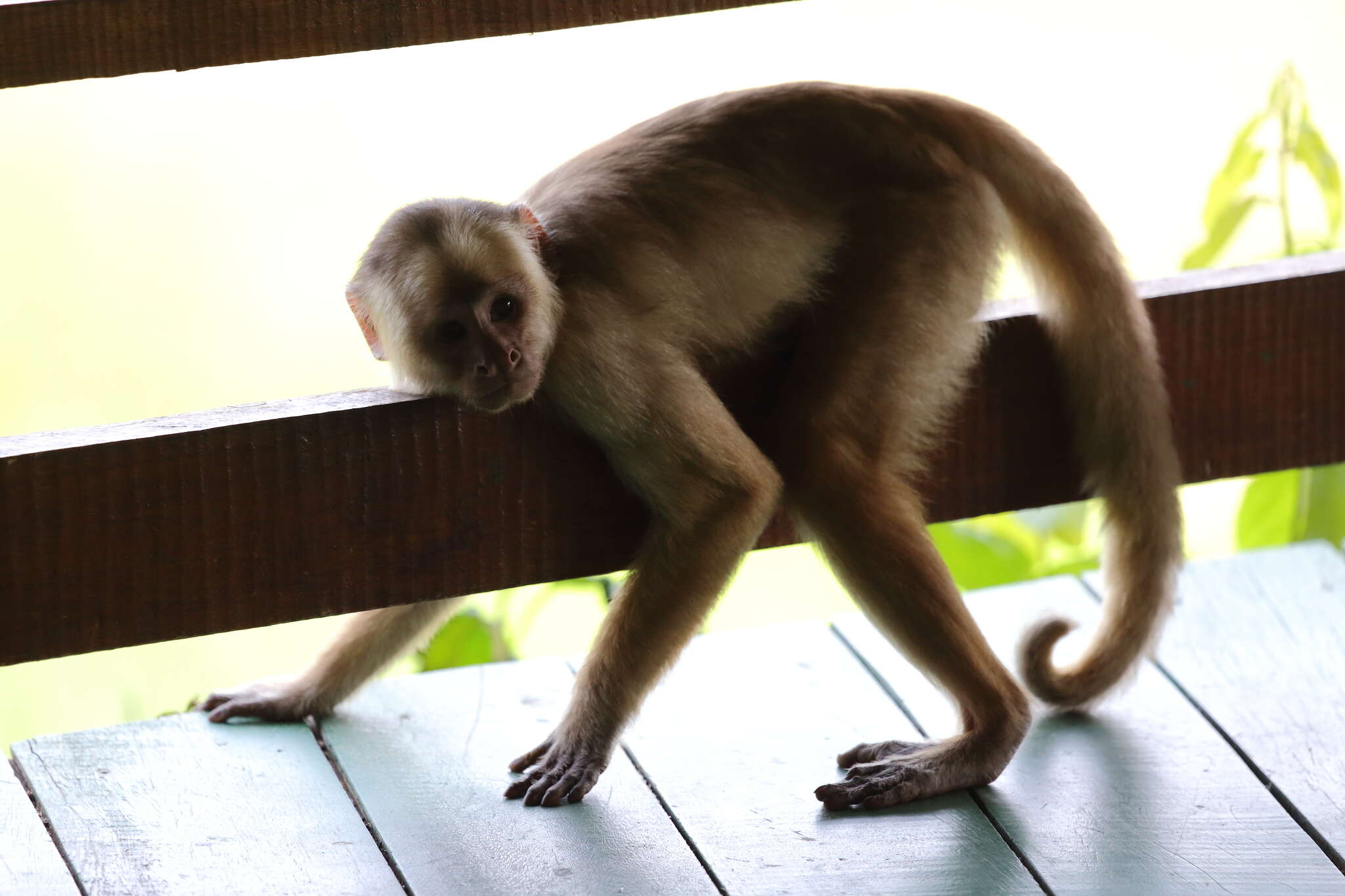 Image of White-fronted Capuchin