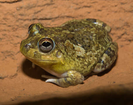 Image of Peters' four-eyed frog