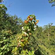 Sivun Dombeya tiliacea (Endl.) Planch. kuva