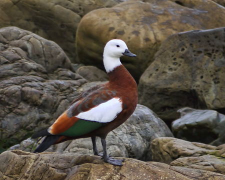 Image of Paradise shelduck