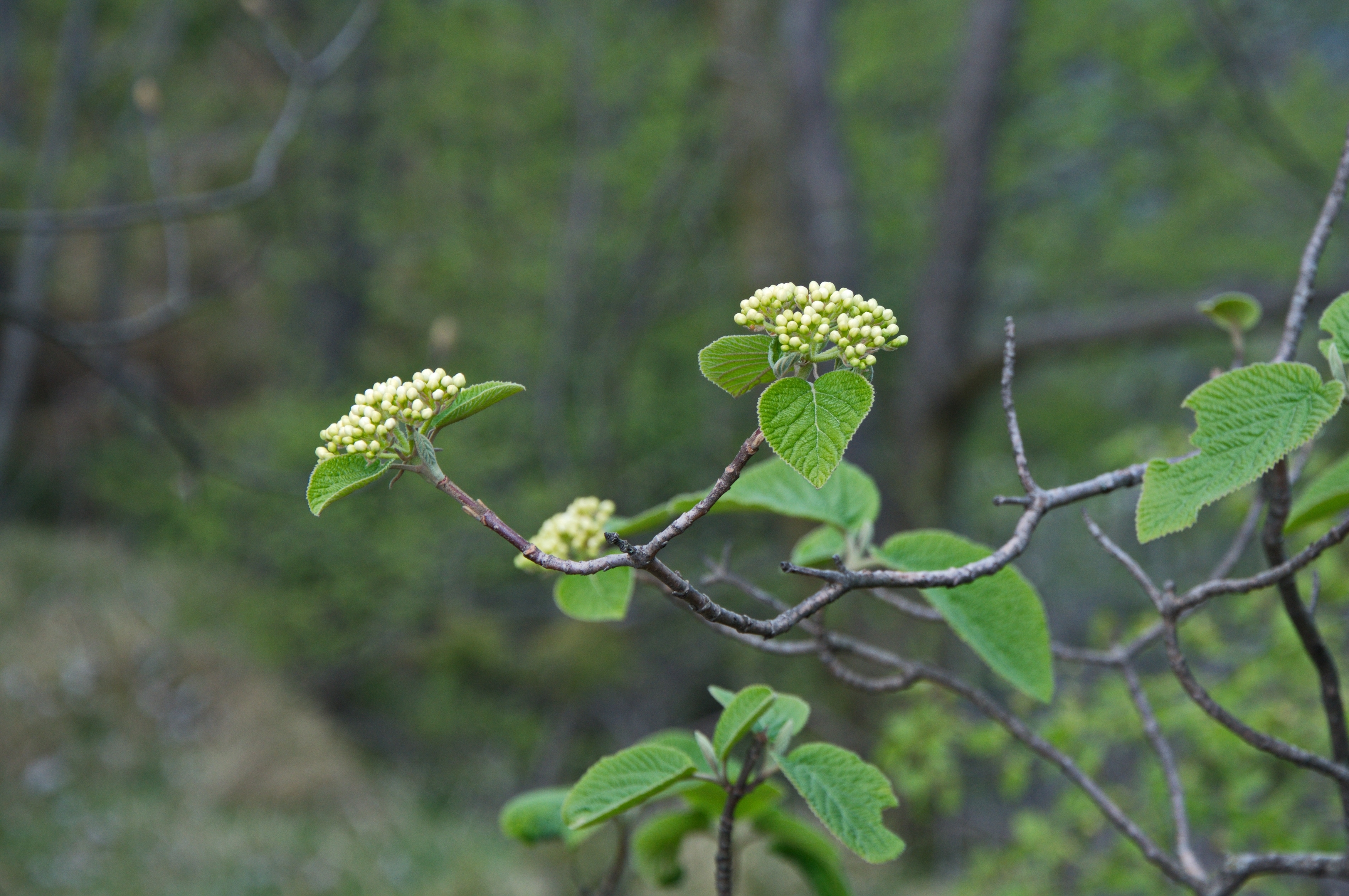 Viburnum lantana (rights holder: Stefano)