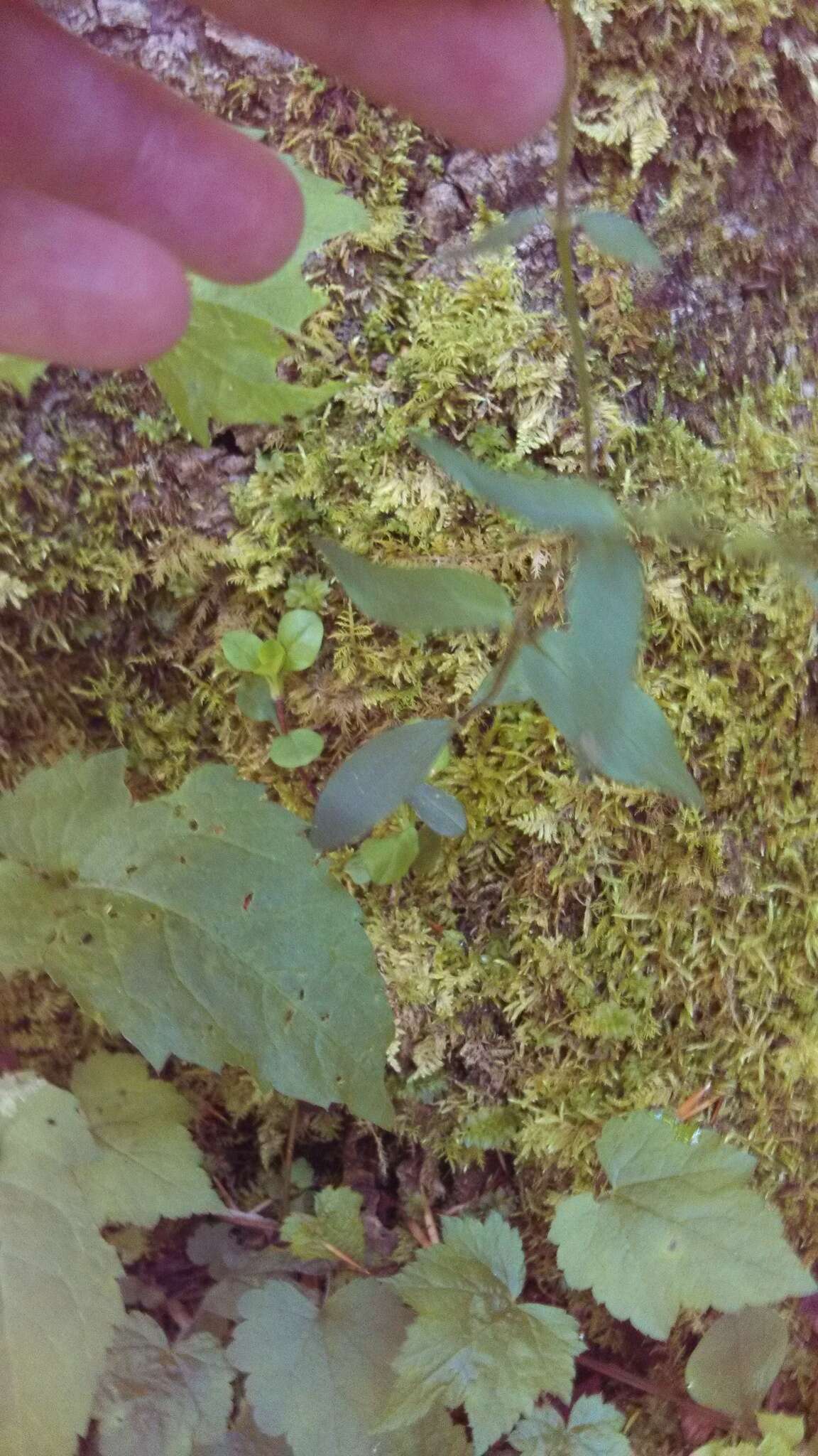 Image of creeping phlox