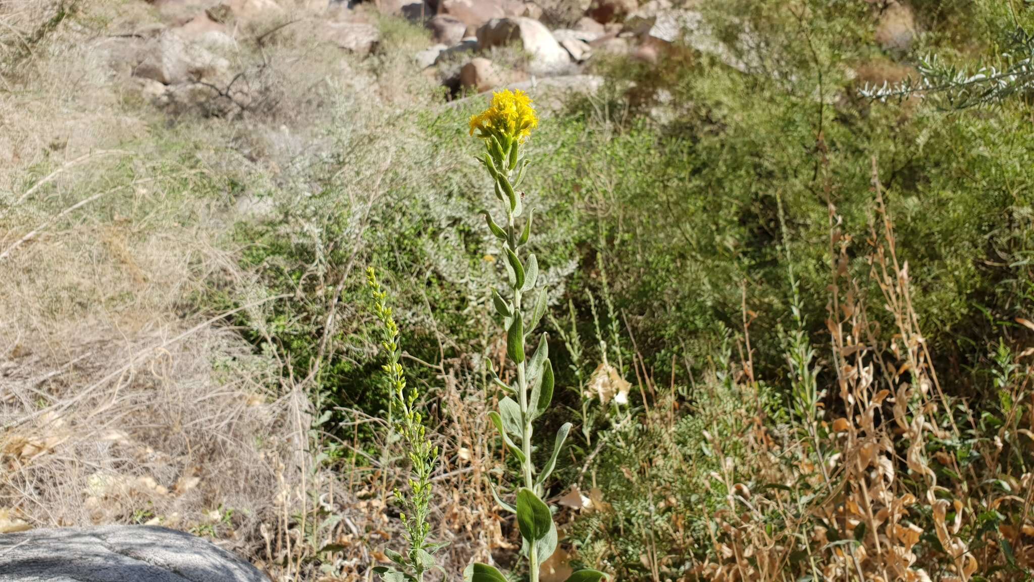 Image of California goldenrod