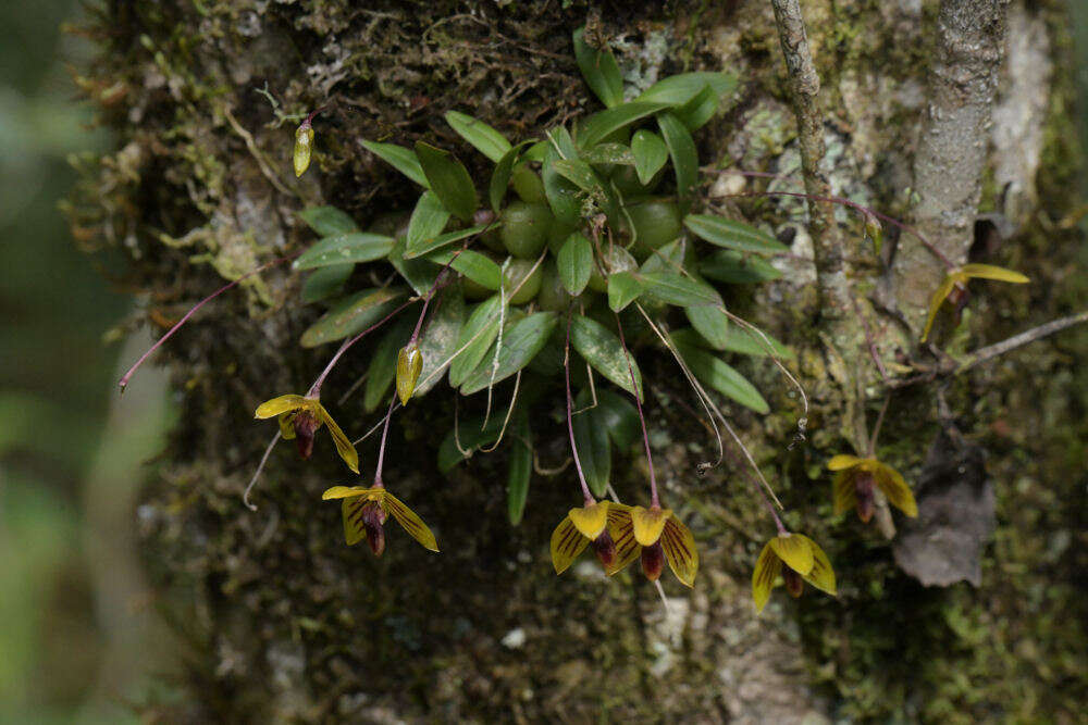 Image of Bulbophyllum pandurella Schltr.