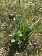 Image of checker lily