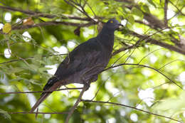 Image of Christmas Imperial Pigeon