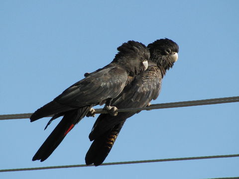 Image of Red-tailed Black-Cockatoo