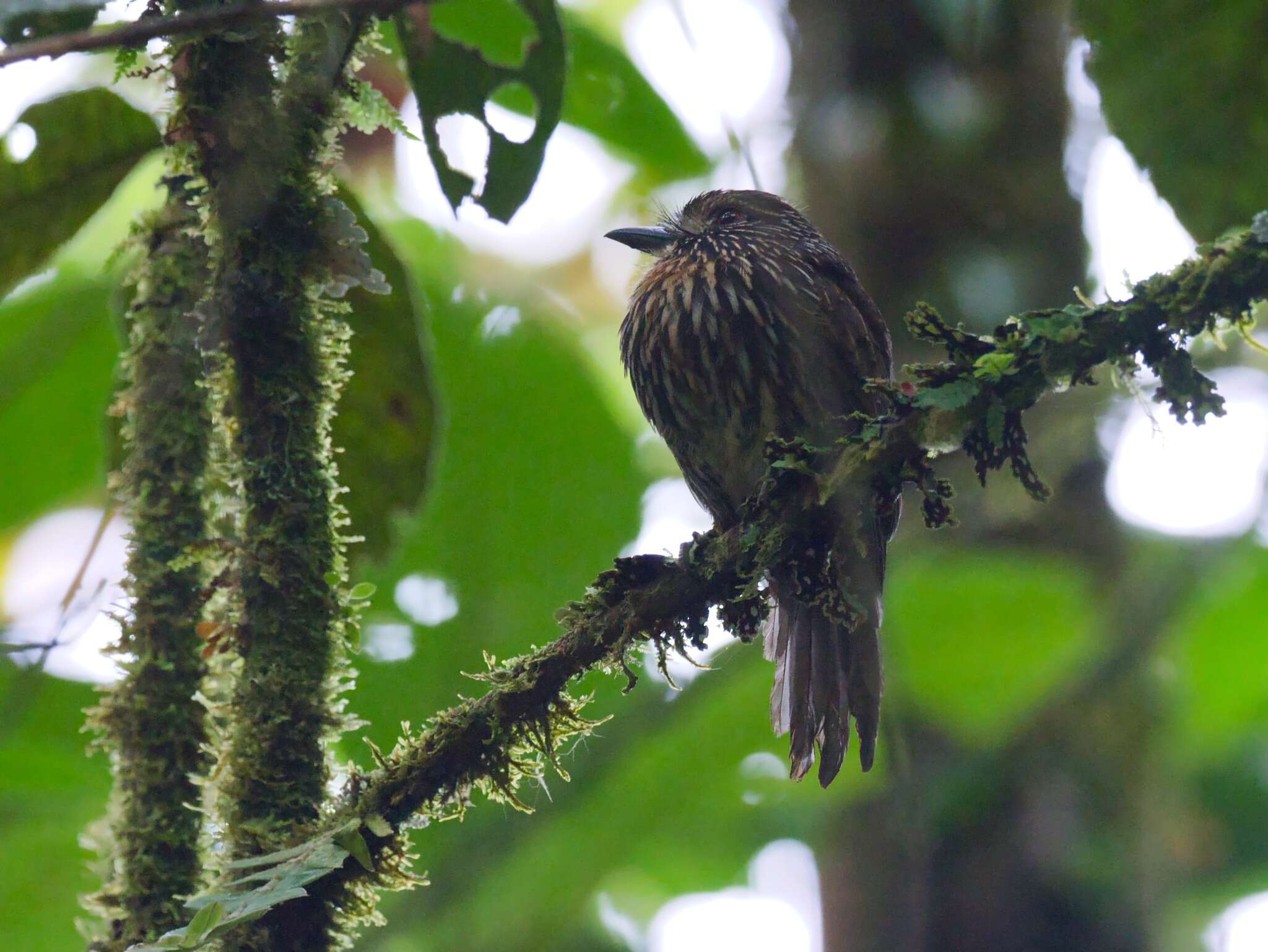 Image of Black-streaked Puffbird