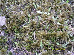 Image de Climaciaceae