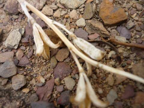 Image of Haworthia herbacea (Mill.) Stearn