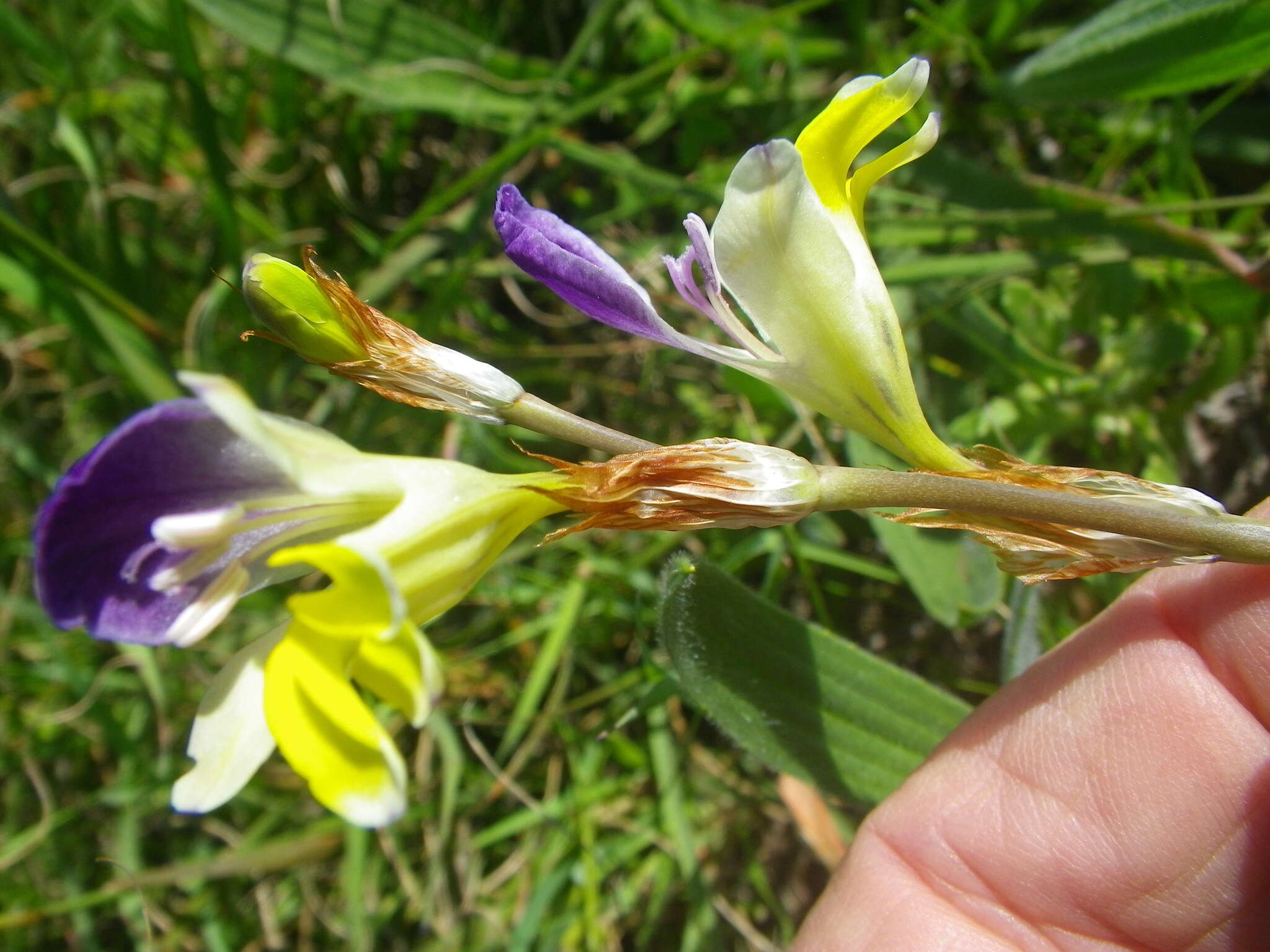 Image of Sparaxis villosa (Burm. fil.) Goldblatt