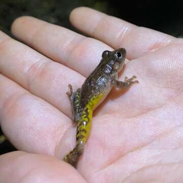 Image de Scinax tigrinus Nunes, Carvalho & Pereira 2010