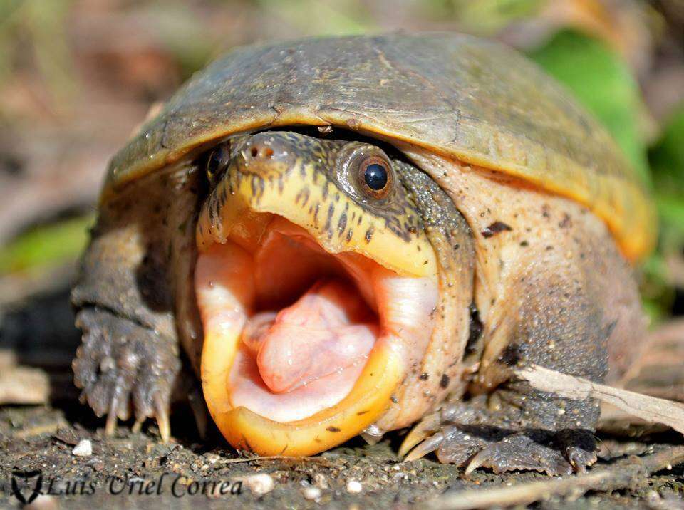 Image of narrow-bridged musk turtle