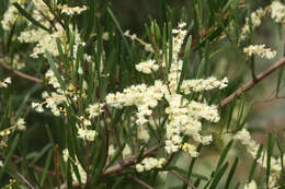 Imagem de Acacia mucronata Willd. ex H. L. Wendl.