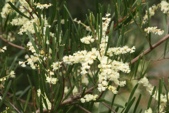 Image de Acacia mucronata Willd. ex H. L. Wendl.