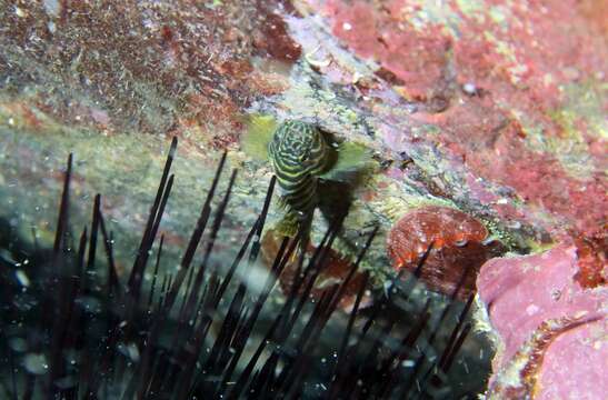 Plancia ëd Gorogobius nigricinctus (Delais 1951)