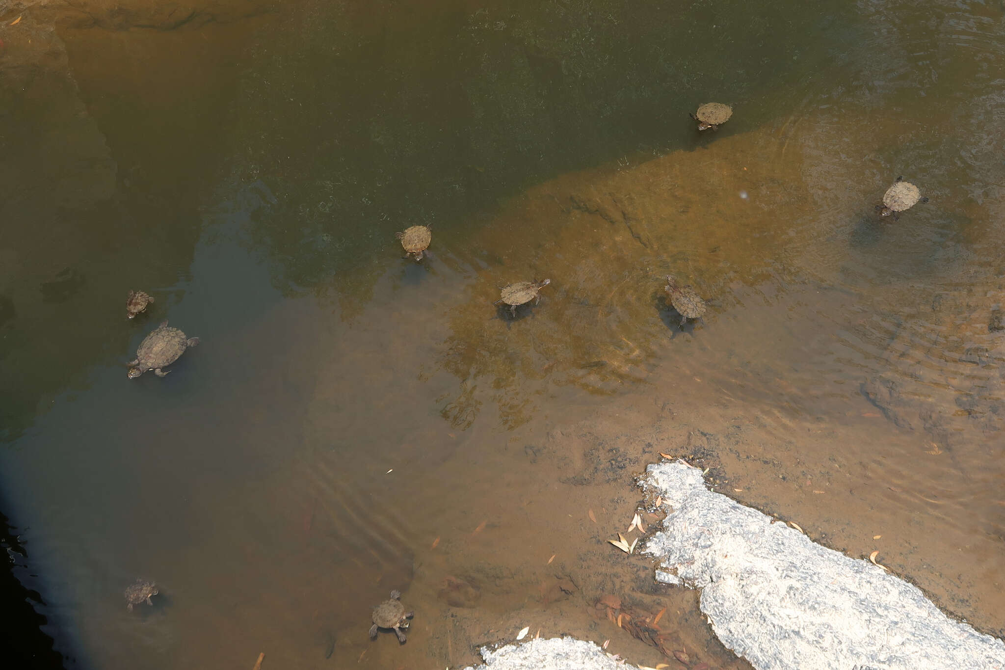 Image of Australian Saw Shelled Turtles