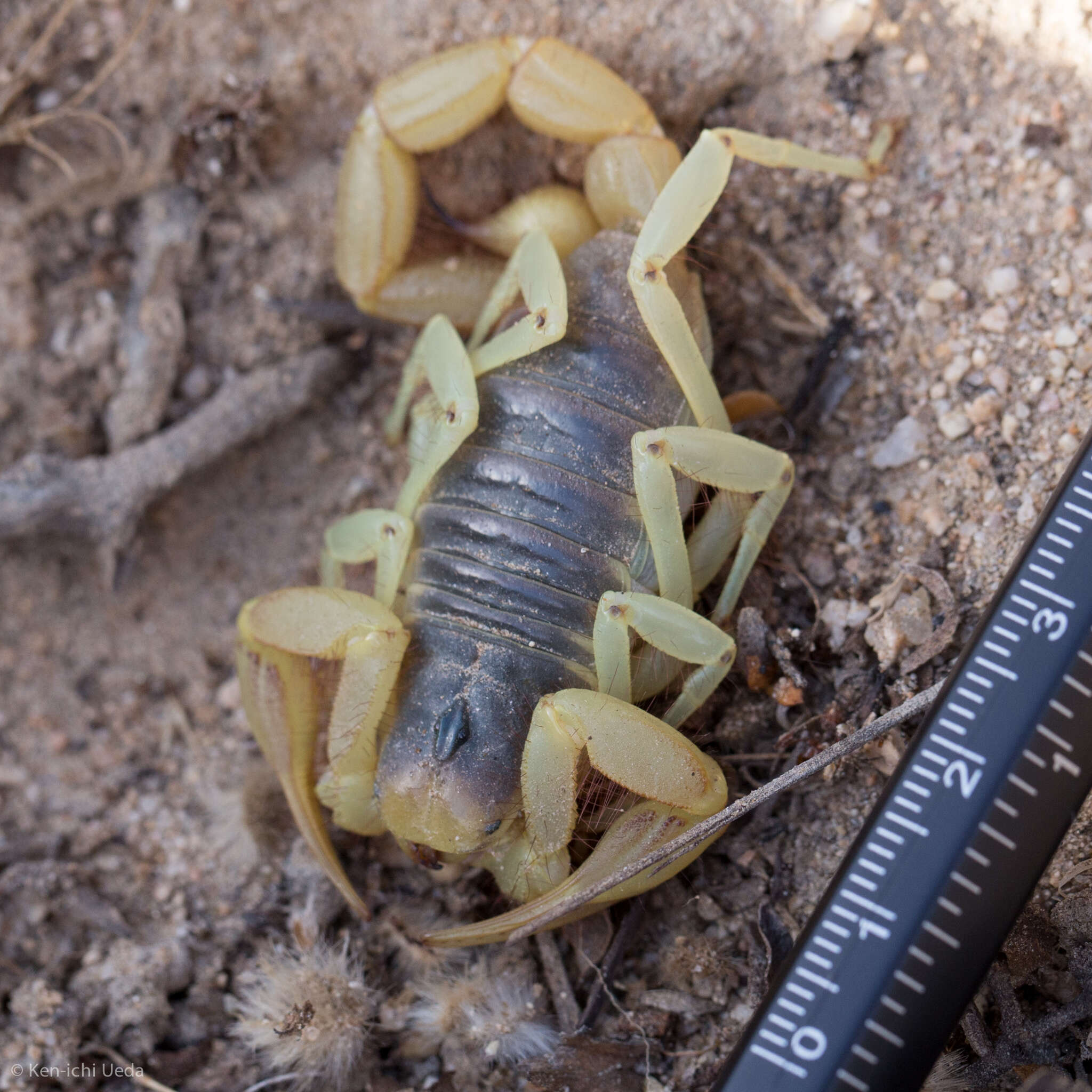 Image of Arizona Hairy Scorpion