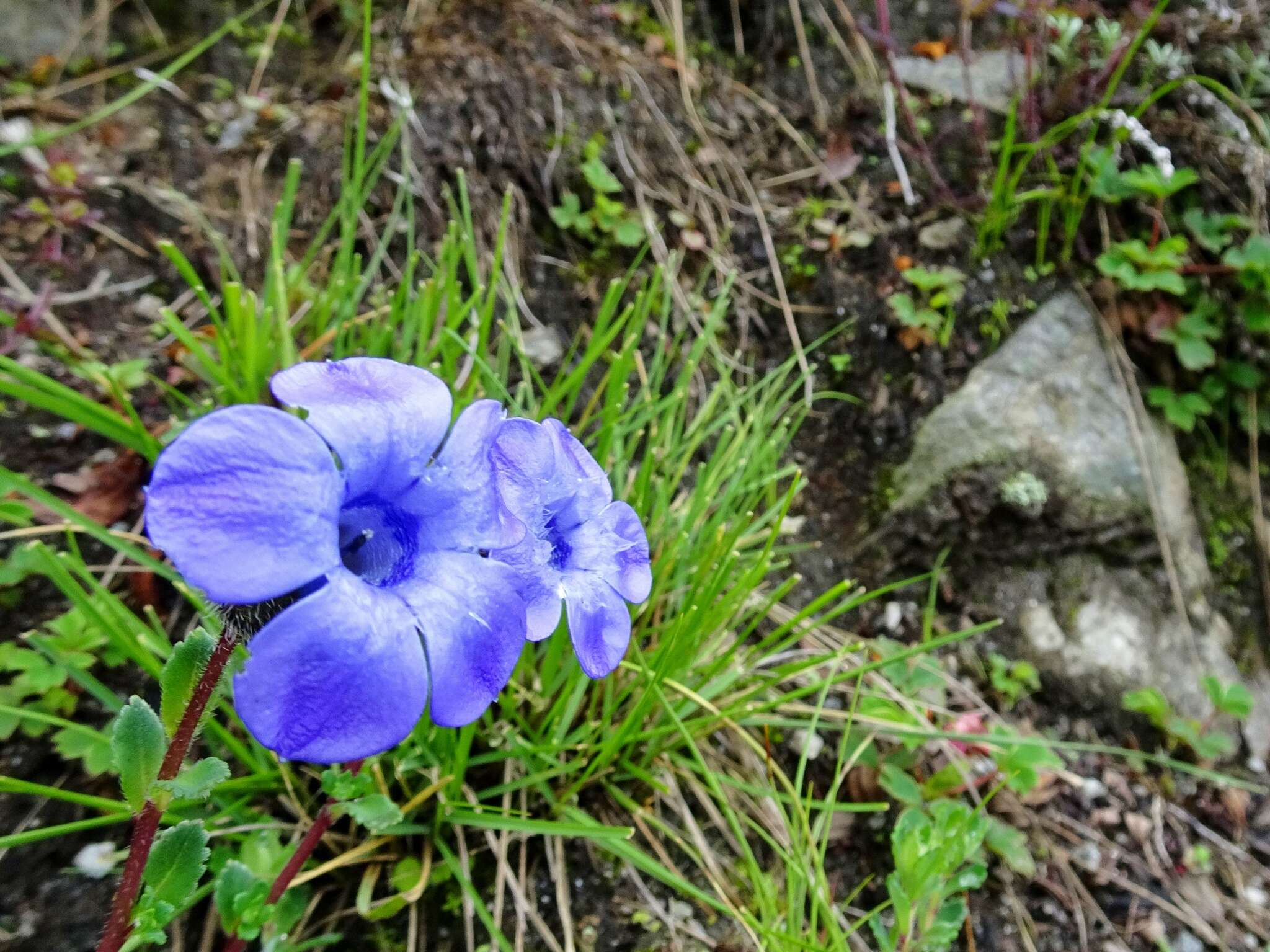 Image of Cyananthus lobatus Wall. ex Benth.