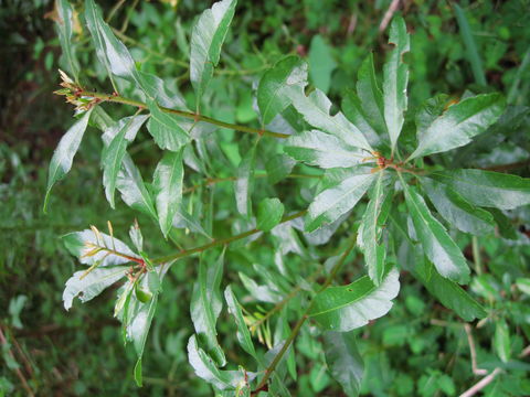 Image of <i>Myrica cerifera</i>