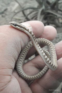 Sivun Pseudalsophis elegans (Tschudi 1845) kuva