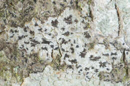 Image of dot lichen
