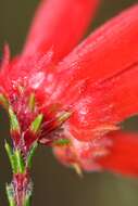 Image of <i>Erica <i>cerinthoides</i></i> subsp. cerinthoides