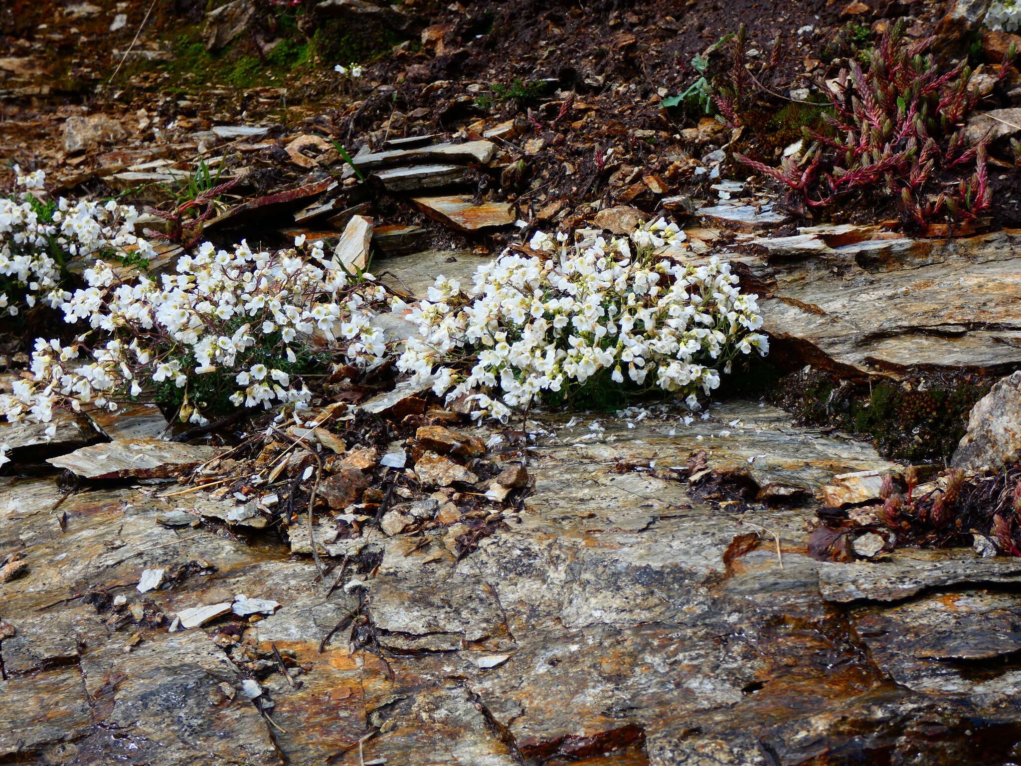 Imagem de Cardamine glauca Spreng.