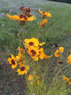 Imagem de Thelesperma filifolium (Hook.) A. Gray