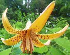 Lilium canadense L. resmi