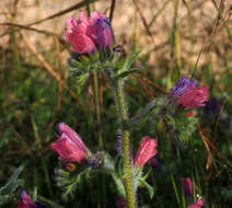 Echium judaeum Lacaita的圖片