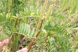 Image of Hayden's milkvetch