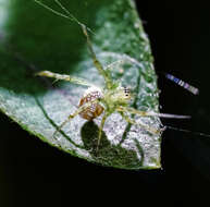 Image of Mangora maculata (Keyserling 1865)