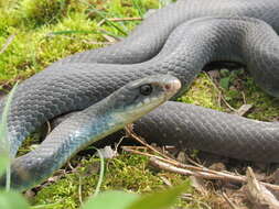 Imagem de Coluber constrictor foxii (Baird & Girard 1853)