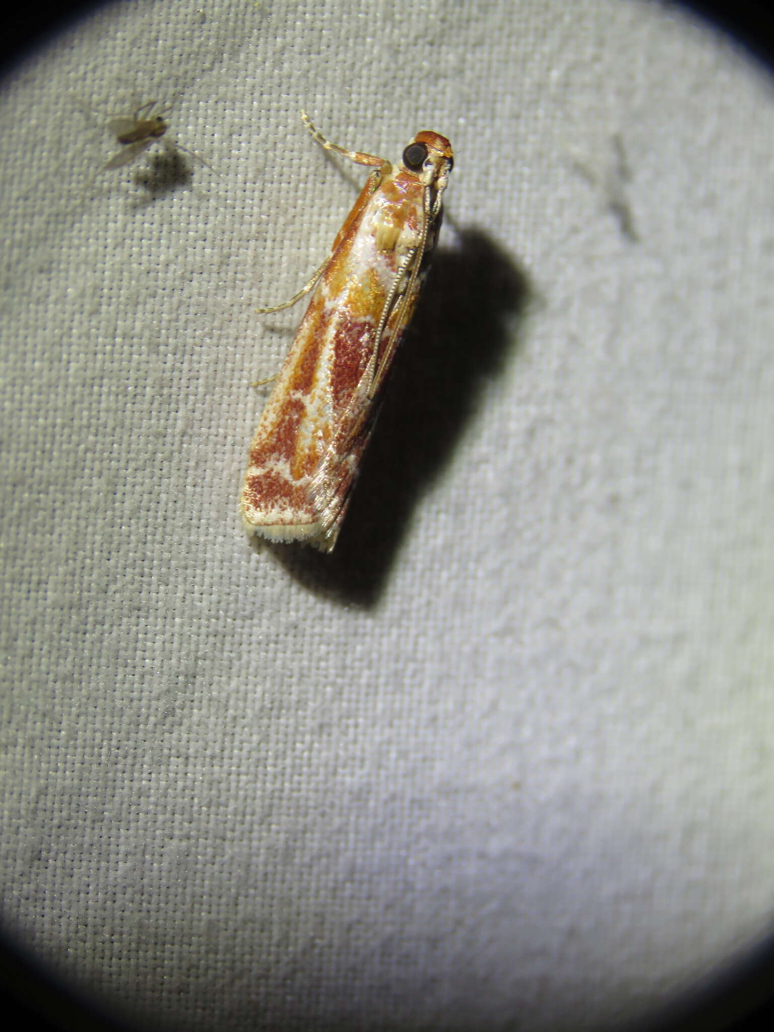 Image of Webbing Coneworm Moth