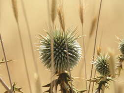 Image de Echinops adenocaulos Boiss.