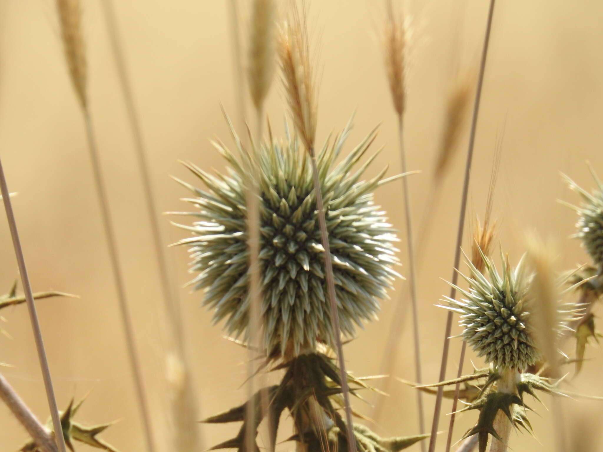 Image de Echinops adenocaulos Boiss.