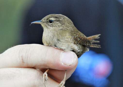 Sivun Troglodytes troglodytes troglodytes (Linnaeus 1758) kuva