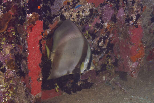 Image of Longfin batfish