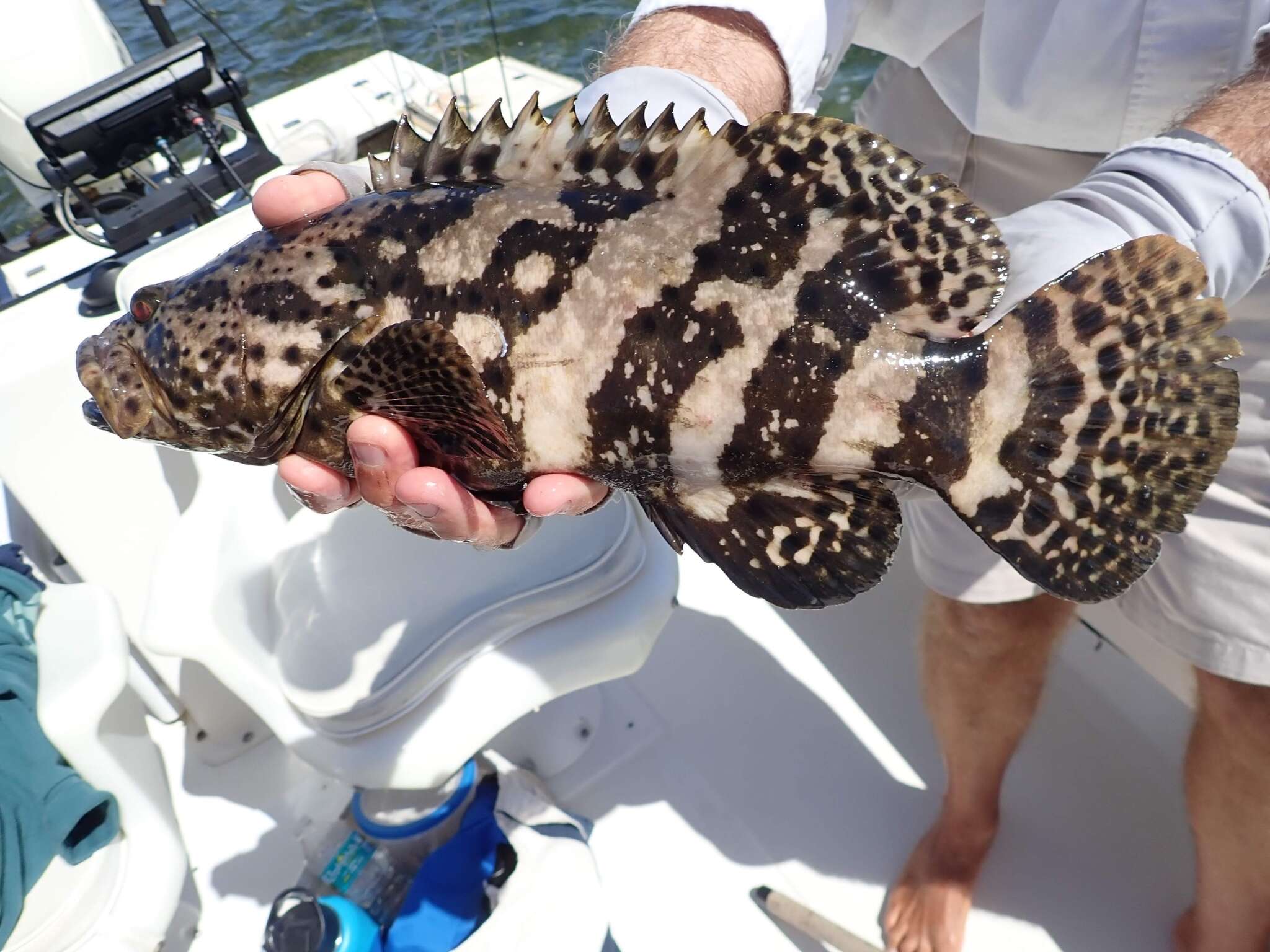 Image of Atlantic Goliath Grouper