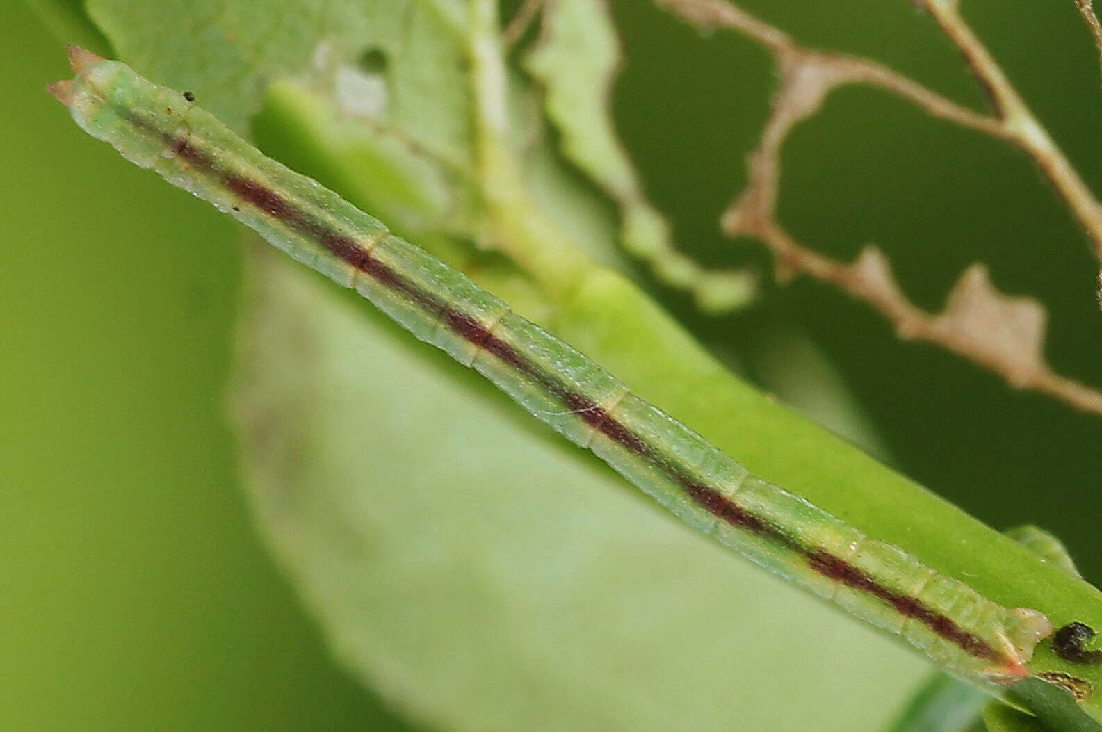 Image of bilberry emerald