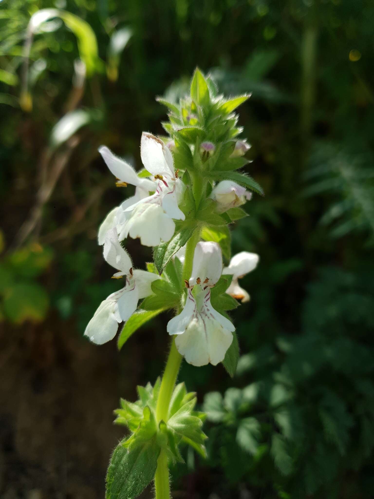 Image of Stachys spinulosa Sm.