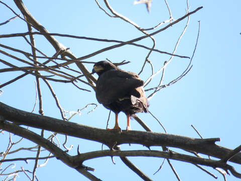 Image of Common Black Hawk