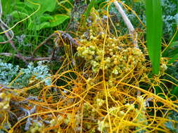 Image of Cuscuta campestris Yunck.