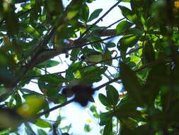 Image of Mangrove Vireo