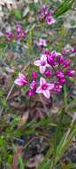 Image de Boronia fastigiata Bartl.