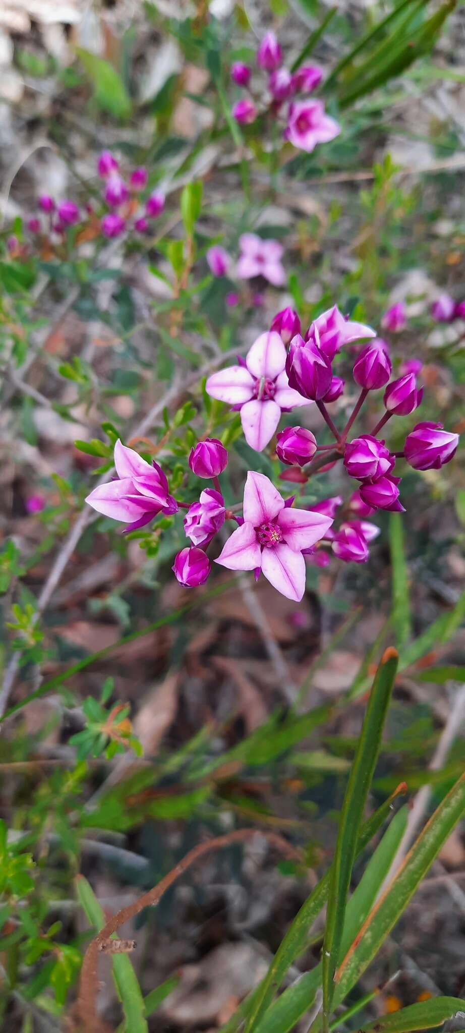 Image de Boronia fastigiata Bartl.